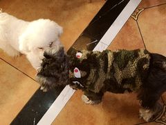 -more than meow吴止猫主题餐厅(承德 中船汇店)