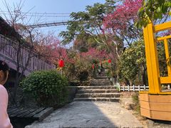 -清境桃源