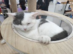 -喵园·猫主题咖啡厅·撸猫·猫咖(国贸店)