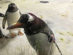 -悉尼海洋生物水族馆
