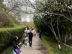 -重庆彩云湖湿地公园