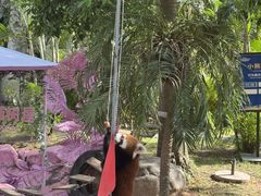 -灵玲国际马戏城