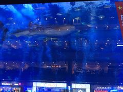 -成都浩海立方海洋公园