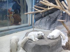-海合安青岛极地海洋公园