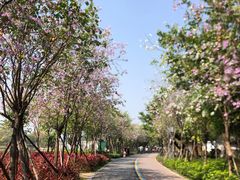 -顺峰山公园