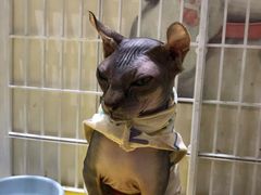 -藏猫猫咖啡主题馆(中央大道店)