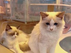 -翊宠yipet猫狗购宠庄园犬舍•猫舍