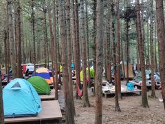 -重庆睡佛山森林公园