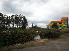-柑橘农场