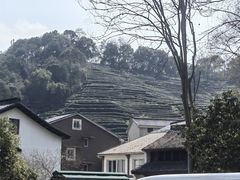 -阿巧茶庄