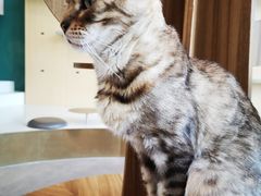 -飞行喵MR PILOT|猫舍·猫咖(静安大融城店)