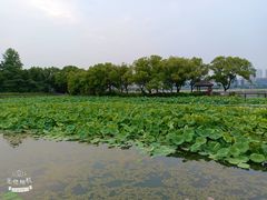 -月湖风景区