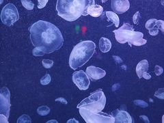 -太平洋海底世界