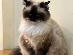-滚猫咖啡·猫咖·猫友好撸猫(未来城店)