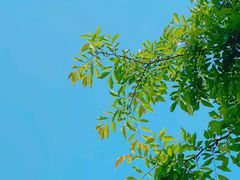 -梁子湖东篱老屋生态庄园