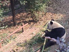 -成都大熊猫繁育研究基地