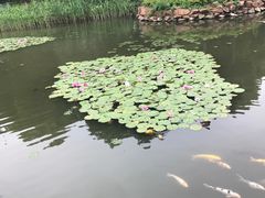 -天目湖山水园