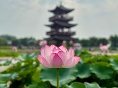 -白洋淀景区