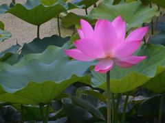 -莲湖公园