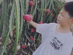 -海上花岛玫瑰园采摘