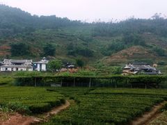 -福建土楼（华安）旅游区•大地土楼群