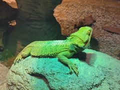 -帕帕拉兹宠物(亚洲旗舰店)