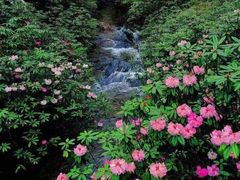 -卞氏菜根香·川菜(青羊万达店)