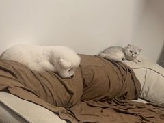 -瑞鹏宠物医院·骨科·猫科·内科(第一中心)