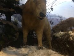 -陕西自然博物馆