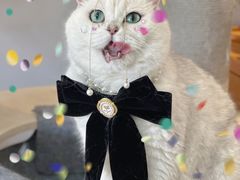 -帕帕拉兹宠物(亚洲旗舰店)