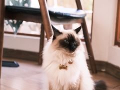 -有猫主题·治愈系猫咖(曾厝垵店)