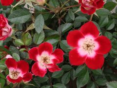 -人民公园(罗湖区)