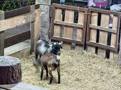 -清迈夜间动物园