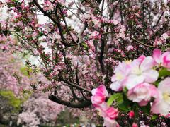 -海棠花溪(元大都城垣遗址公园)