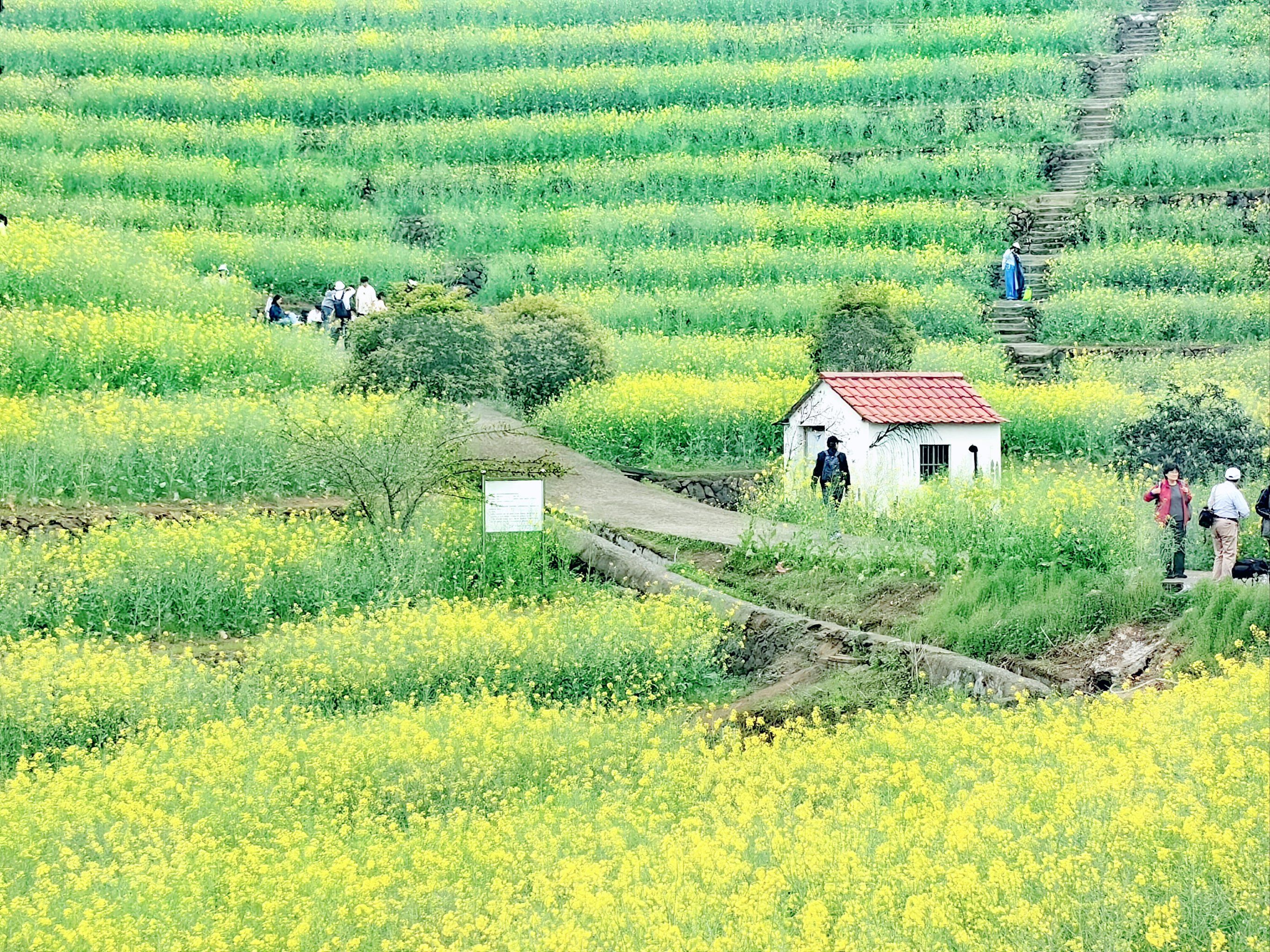 位于杭州市富阳区的黑山顶景区,风景不错,就是去的时候油菜花开的已经