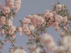 -丹樱生态园