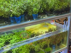 -大自然花鸟鱼虫市场