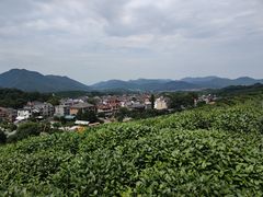 -龙坞茶村
