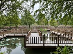 -五缘湾湿地公园