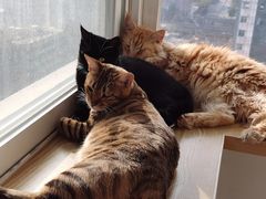-Heymao猫咖.咖啡厅(东门店)