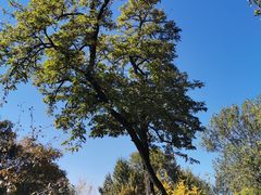 -永定河休闲森林公园