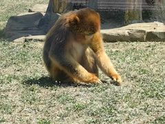 -大连森林动物园