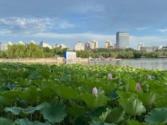 -莲花池公园