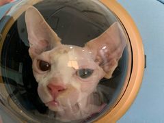 -纳吉亚猫专科动物医院博雅分院