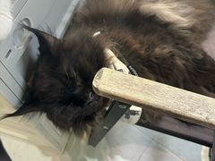 -Heymao猫咖.咖啡厅(东门店)