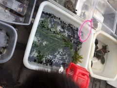 本溪路花鸟市场-本溪路花鸟市场(江浦路1709弄小区店)