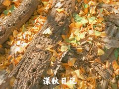 -千年银杏谷文化旅游区