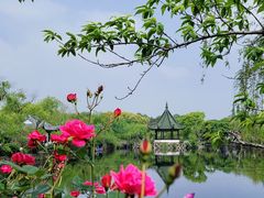 -无锡蠡湖国家湿地公园-蠡园