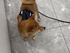 -瑞鹏宠物医院·骨外科·心肾科·肿瘤科(九亭店)