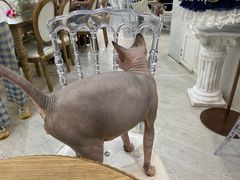 -共舞时光猫咖·狗咖(新街口店)